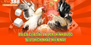 Bí Quyết Chơi Đá Gà Cựa Sắt