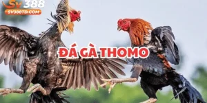 Đá Gà Thomo SV388