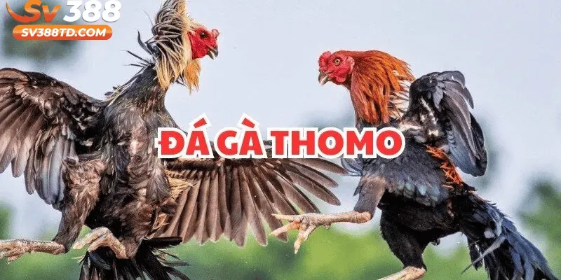 Đá Gà Thomo SV388