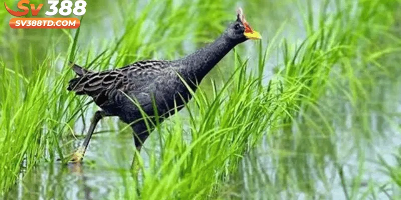 Đặc điểm sinh học tiêu biểu của con gà nước
