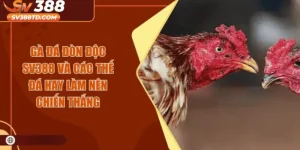 Gà Đá Đòn Độc