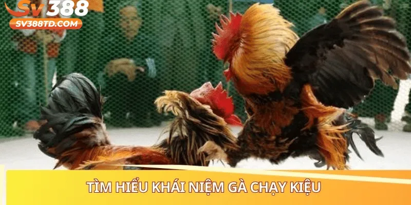 Giới Thiệu Về Gà Chạy Kiệu Trên Nền Tảng SV388