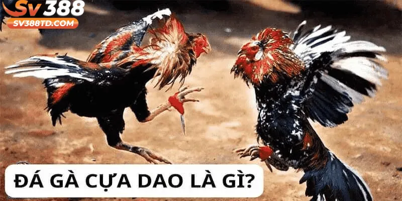 Hình thức đá gà cựa dao có gì đặc biệt trong thi đấu?