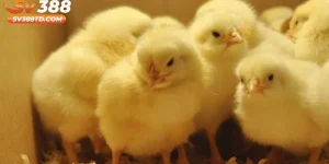 Hướng Dẫn Cách Chăm Sóc Gà Con Mới Nở