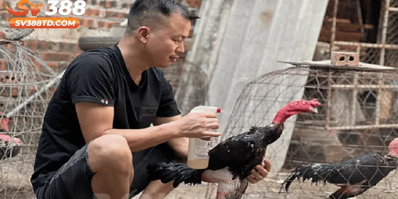 Hướng Dẫn Chăm Gà Đá Xạ Hiệu Quả Chuẩn Kỹ Thuật