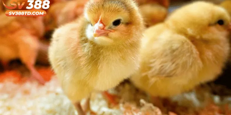 Lưu Ý Khi Thực Hiện Cách Chăm Sóc Gà Con Mới Nở Tại Nhà