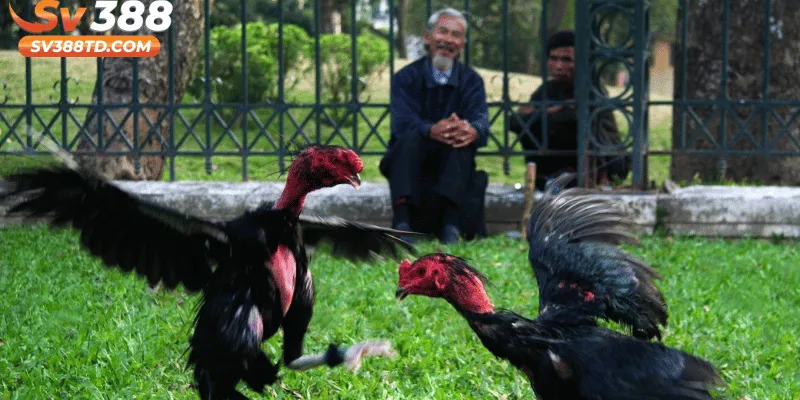 Những Ưu Thế Vượt Trội Của Thế Gà Đá Xạ Trong Trận Đấu