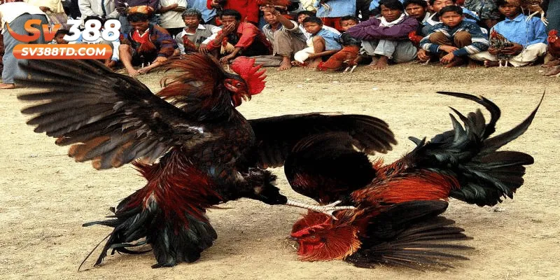Phân định kết quả trận đấu: Thắng – Thua – Hòa