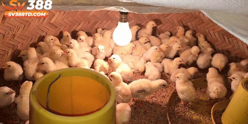 Quy Trình Cách Chăm Sóc Gà Con Mới Nở Giai Đoạn Đầu